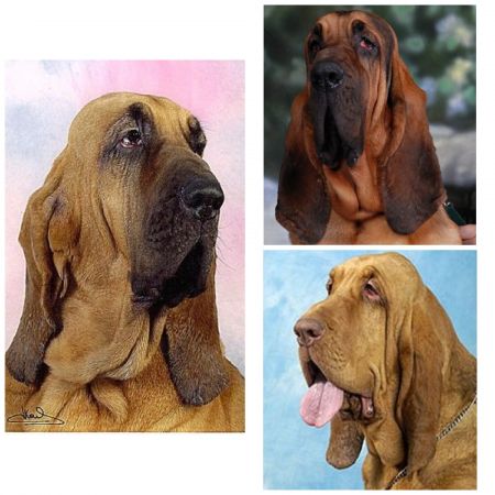 full grown bloodhound