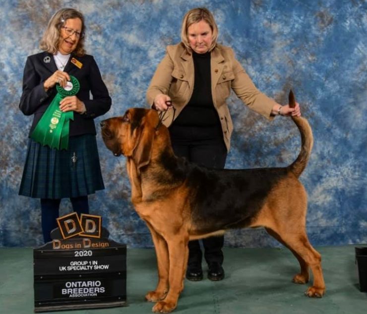 GCH Boru's Surrealism TD CGN